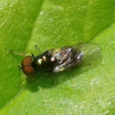 Stratiomyidae : Microchrysa cfr. polita, maschio